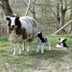 Sheeps