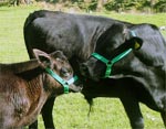 b cattle headcollars