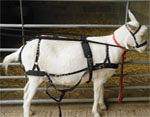 b goat harness