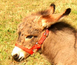 b s foal slip