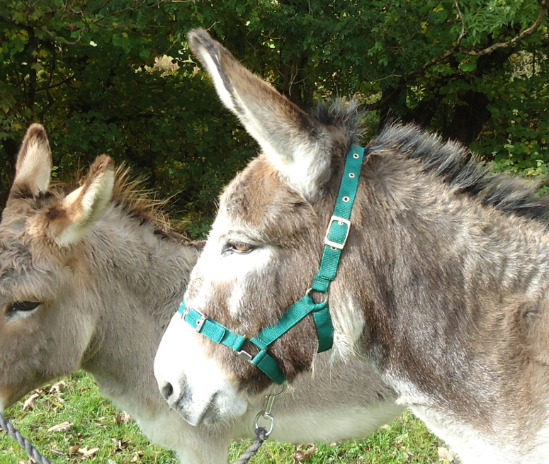 headcollar